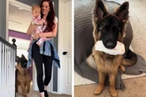 Schäferhund versucht sich als Baby-Erzieher und erobert Herzen im Sturm