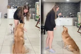 Frau filmt sich beim Training mit Golden Retriever: Als sie sich das Video anschaut, muss sie fast weinen