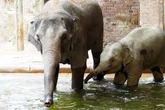 Ärger bei Leipziger Elefanten: Mutter und Tochter müssen Zoo verlassen