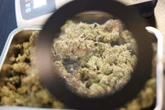 Deutlich über Eigenbedarf: Polizei beschlagnahmt bei Razzia 1487 Cannabis-Pflanzen