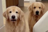Frau schafft zweiten Golden Retriever an, damit der erste sich nicht langweilt: Ergebnis hat sie nicht erwartet