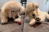 Golden-Retriever-Welpe freut sich auf leckere Erdbeere, doch DAMIT hat er nicht gerechnet