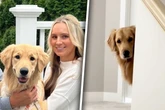 Golden Retriever begrüßt Frauchen bei Ankunft nicht: Dann wird ihr alles klar