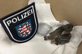Rettungsaktion statt Straftat: Polizei macht ungewöhnliche Entdeckung
