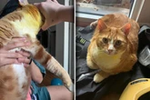 Frau ist entsetzt, als ihre zwei Katzen am Morgen plötzlich gelb sind: Was ist passiert?
