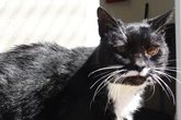 Schicksal spielt Frau und ihrer geliebten Katze übel mit: Gibt es ein Happy End?