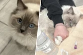 Sorge um Mina: Katze landet in der Notfallklinik