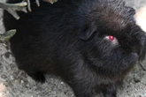 Pechschwarzes Fell, stechend rote Augen: Seltener Pink Devil lässt Tierpark-Besucher staunen