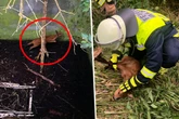 Feuerwehr rettet Rehkitz aus drei Meter tiefer Grube
