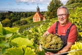 Geselliges Treffen bei Winzer Sauer: Mit Schere und Eimer wird der Weinberg gelesen