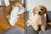 Hund will sich schlafen legen: Was Mushi dann tut, verzückt so viele
