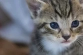 Hilflos in der Wohnung: Katze rettet ihrer Besitzerin das Leben