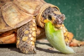 Sukkulenten für Schildkröten - Was ist auf dem grünen Buffet erlaubt?
