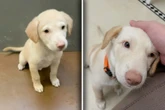 Frau hält Welpen für Labrador: "Was ist das?!", will sie Monate später wissen