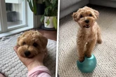 Sitz und Platz? Anfängerkram! Was dieser Malitpoo drauf hat, begeistert einfach alle