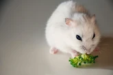 Schaue genau hin: Das dürfen Hamster nicht fressen!