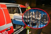 Süße Tierrettung: Feuerwehr holt kleine "Banditen" von der Straße