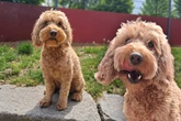 Cockapoo sieht supersüß aus, doch genau das ist sein Problem
