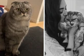 Frau will süßes Hochzeitsfoto mit ihrer Katze knipsen, doch die macht ihr einen Strich durch die Rechnung