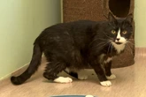 Nach zwölf Jahren zurück ins Heim: Kater Piko sucht ein neues Zuhause