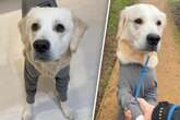 Golden Retriever muss beim Gassigehen pinkeln - dann bemerkt seine Besitzerin ein Problem