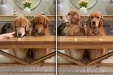 Golden Retriever werden mit Käse alleingelassen: Was dann passiert, amüsiert so viele köstlich