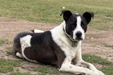 Hund reißt für Monate aus: Plötzlich lebt er mit Kojoten zusammen
