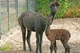 Alpaka-Baby im Zoo geboren: Deshalb trägt es den Namen des Donnergottes