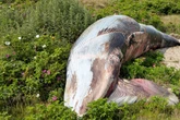 Kopf mit Seil umwickelt: Toter Zwergwal auf Sylt angespült
