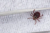 Borreliose-Fälle durch Zecken-Bisse nehmen stark zu: So erkennt man die Gefahr frühzeitig