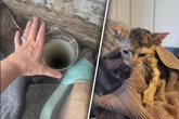 Katze steckt zwei Meter unter der Erde fest: Was dann geschieht, lässt auch Helfer nicht kalt