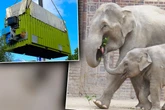 Trauriger Abschied: Zoo Leipzig hat jetzt zwei Elefanten weniger