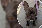 Niemand fragte nach Bulldogge Bruno, jetzt sucht der kleine Kerl ein Zuhause