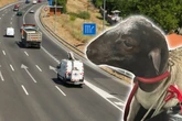 Wolliges Verkehrschaos: Schäfchen büxt aus und blockiert die A1