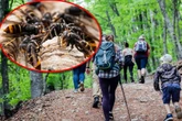 Asiatische Hornissen jagen Wanderer: Eine Person in Klinik!