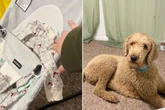 Schwangere erklärt Hunden, dass Baby bald kommt: Blicke der Tiere sorgen für Gelächter