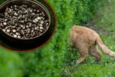 Tierquäler schießen mit Luftgewehr auf Katze: Not-OP!