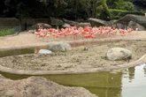 Tierpark Hagenbeck wieder farbenfroh: Flamingos erobern ihr umgebautes Zuhause zurück