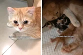 Katzenmama verliert eines ihrer Kätzchen: Wie sie darauf reagiert, lässt Herzen schmelzen