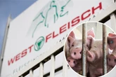 Schockierende Tierleid-Enthüllungen in XXL-Mastbetrieb aufgedeckt