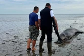 Wal an Nordseeküste gestrandet: Jäger erschießt das "orientierungslose" Tier