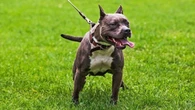 Cử tri TP.HCM kiến nghị xử mạnh tay việc nuôi chó Pitbull, Bộ Nông nghiệp nói gì?