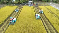 Làm cho được 1 triệu ha lúa chất lượng cao
