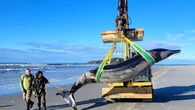 Cá voi hiếm nhất thế giới dạt vào bờ biển New Zealand