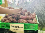 Cũng là khoai lang Nhật, sao nơi bán vài chục nghìn, nơi hơn… nửa triệu đồng/kg?