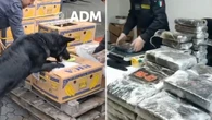 Miały być banany, znaleziono 770 kilogramów kokainy. Wielka akcja służb