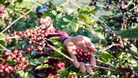 La nuova geopolitica del caffè: una sfida tra clima, mercato e diritti