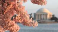 Washington Dc si tinge di rosa in anticipo: i ciliegi sono già pronti a fiorire