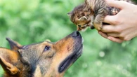 Venti milioni tra cani e gatti in Italia: tanta ricerca, molto affetto, ma anche imprese e fatturato