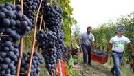 Se la crisi del vino “taglia” le rese di Langhe Nebbiolo e Barbera d’Alba